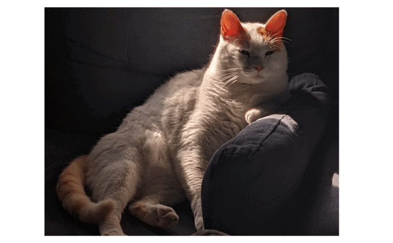 Why Is My Cat Gagging But Not Throwing Up? Here’s What I Found Out