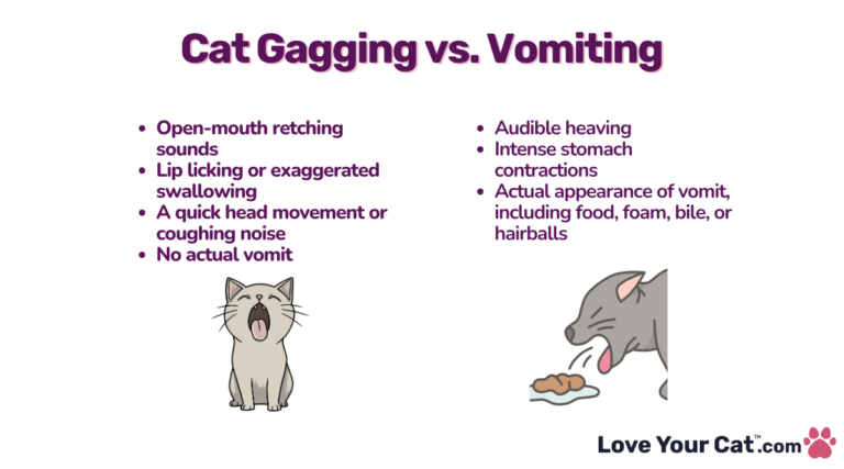 Why Is My Cat Gagging But Not Throwing Up? Here’s What I Found Out