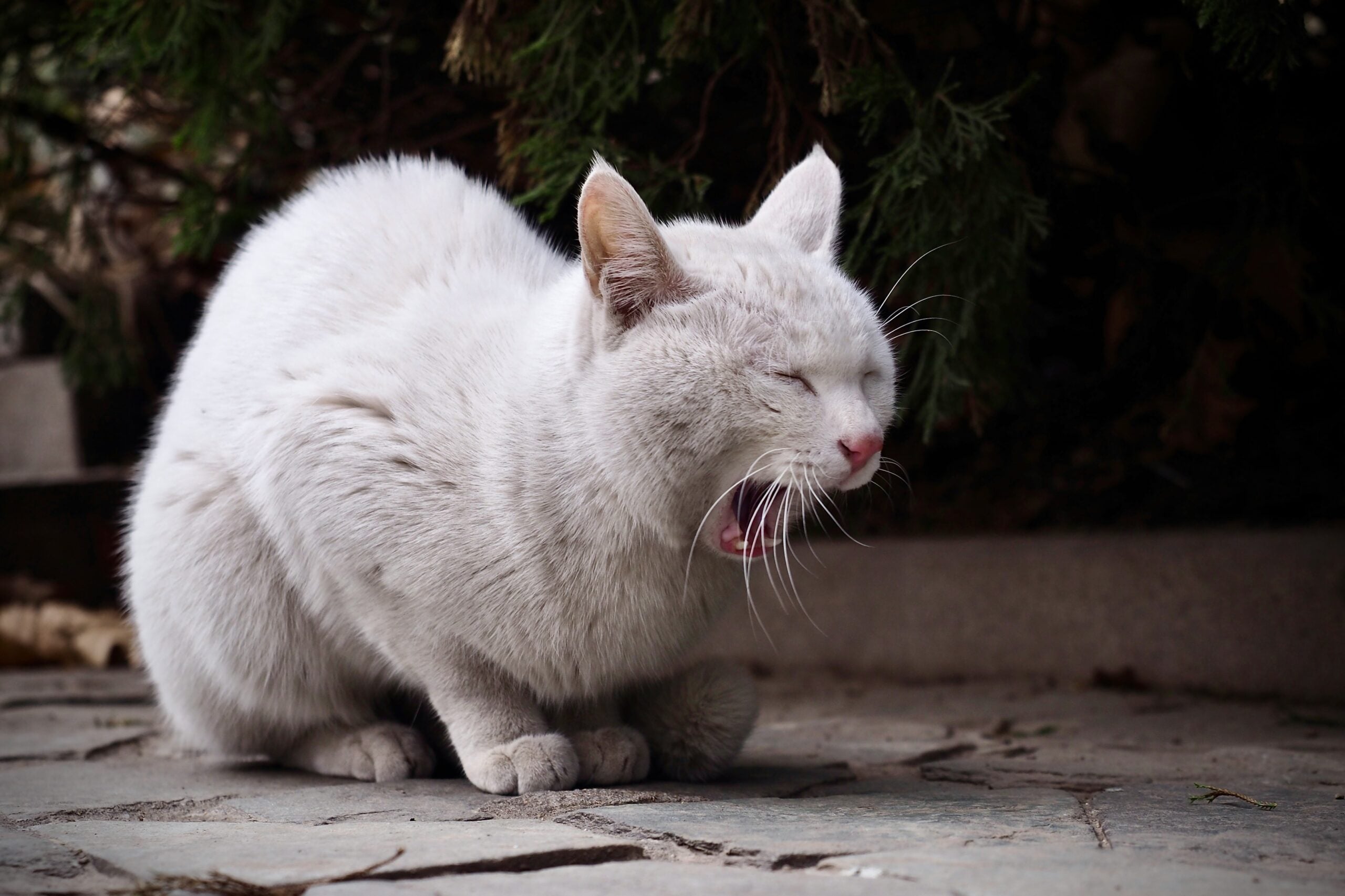 Cat with mouth wide open