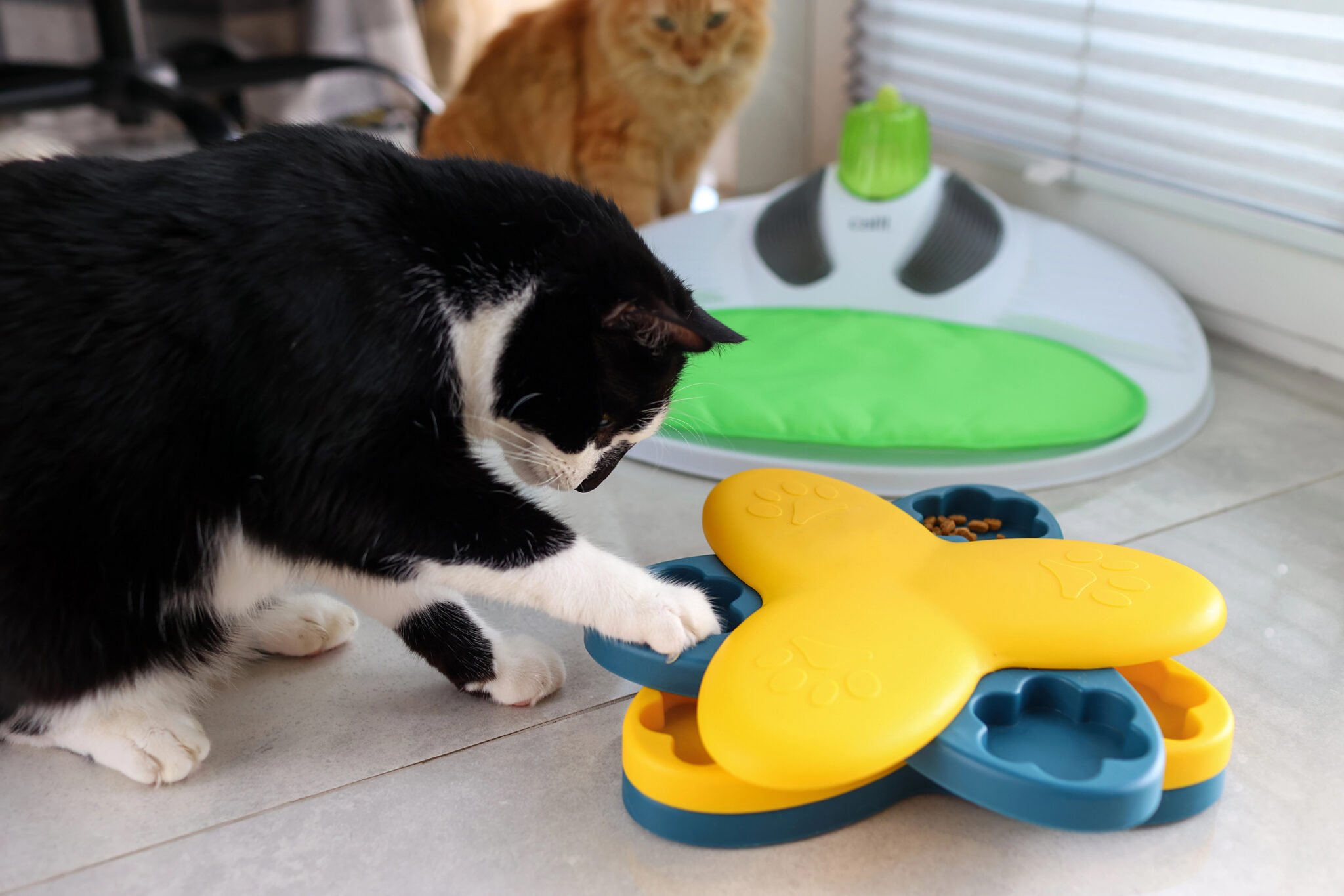 Is Clear Cat Vomit Normal? Here's How To Tell When It's A Problem ...