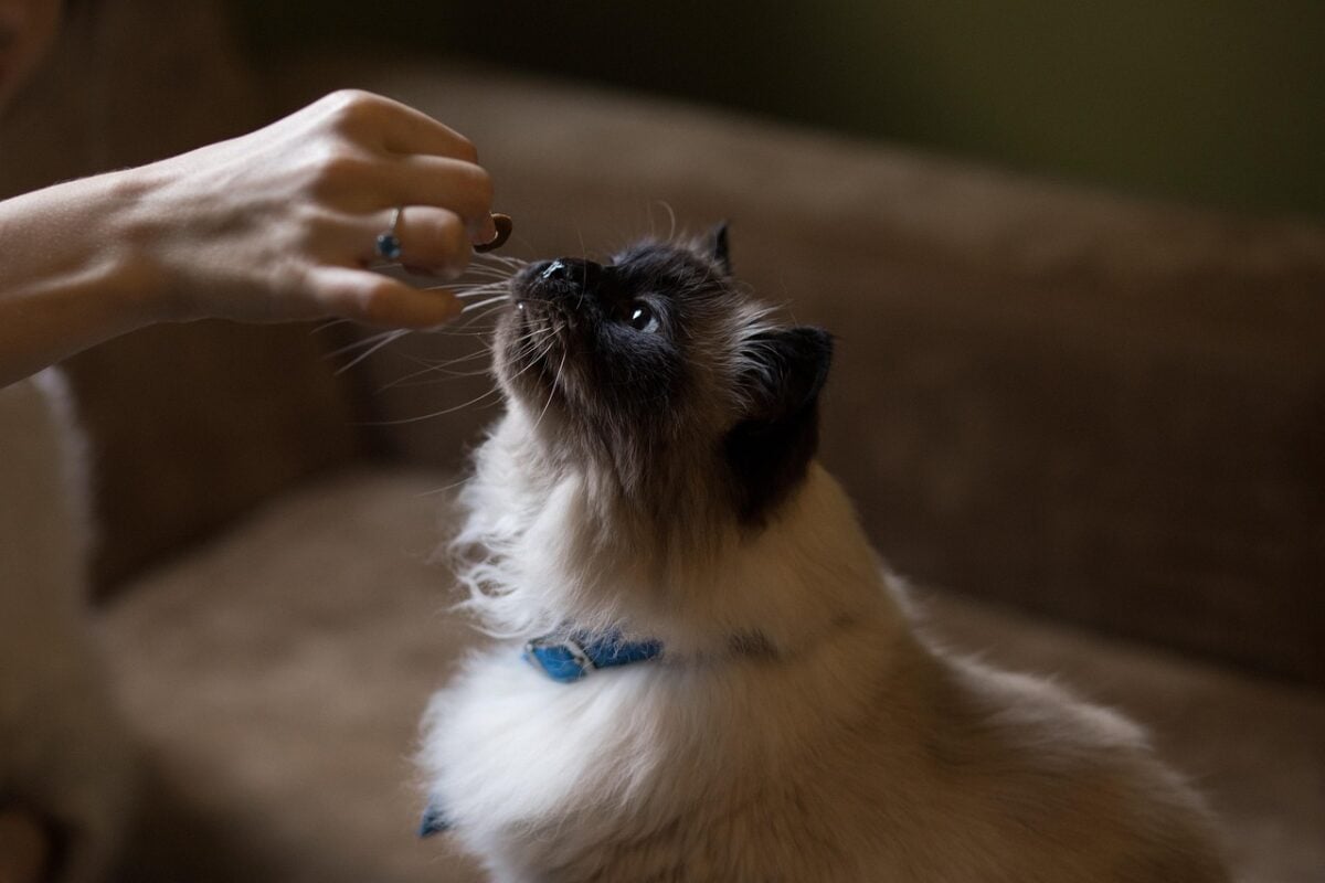 couch, cat, animal, nature, pet, eating, hand, brown eating, brown couch