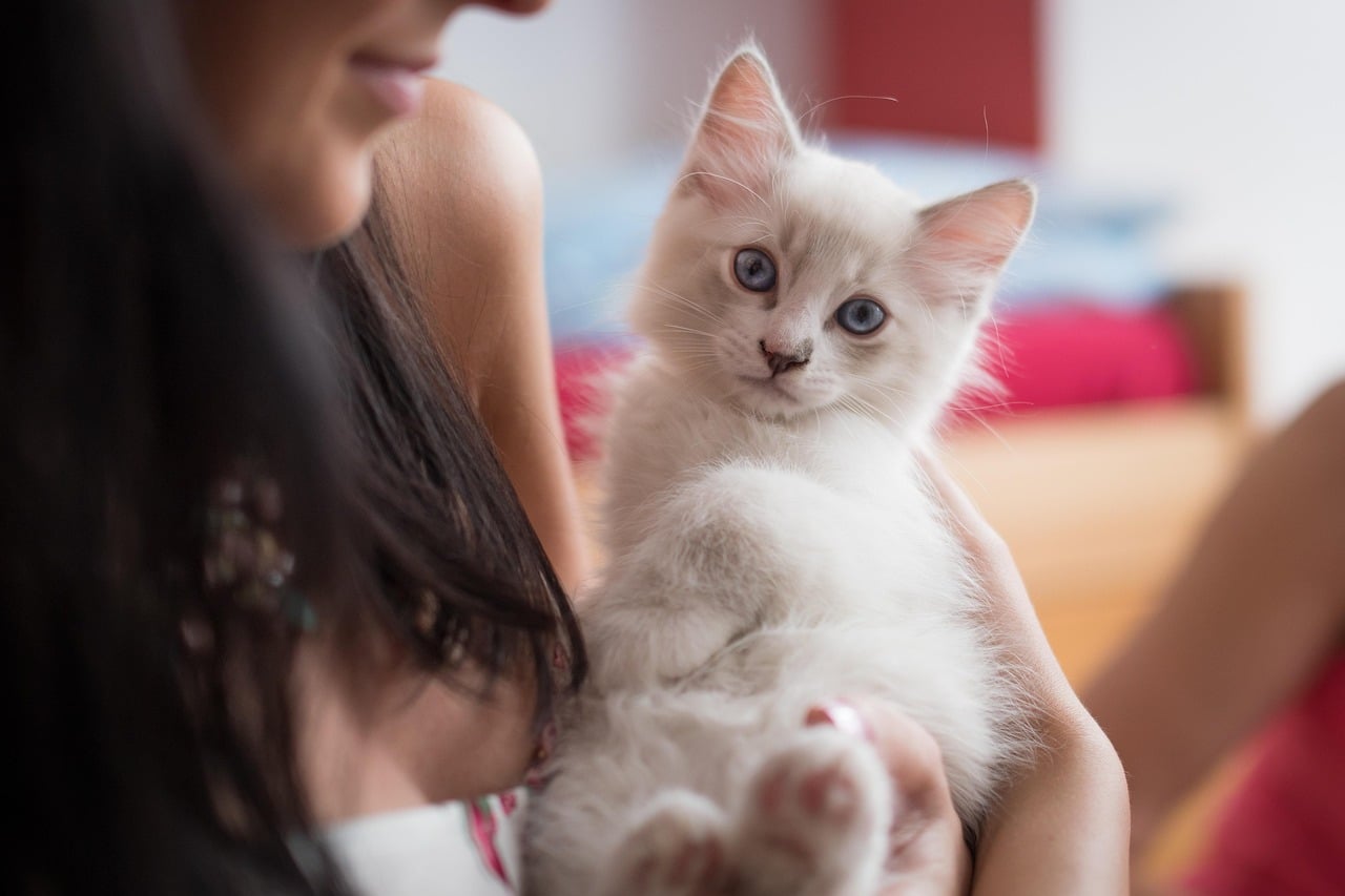 Male Cats vs Female Cats: Who’s Cuter, Cuddlier & More Chaotically ...