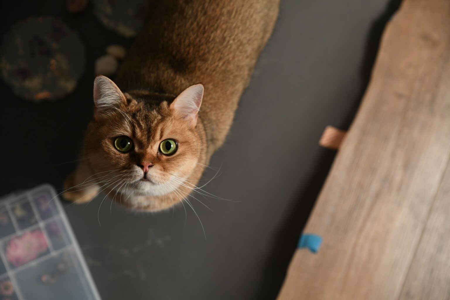 10 Low-Maintenance Cat Breeds That Practically Take Care of Themselves ...