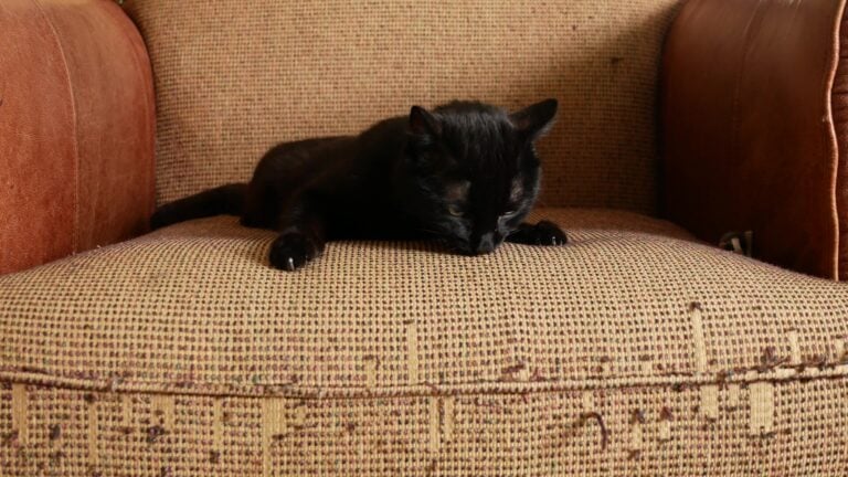 Cats Scratching Prevention For Armchairs photo