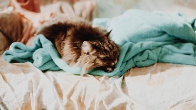 cat, nature, animal, pet, bed, sheet, room, blanket