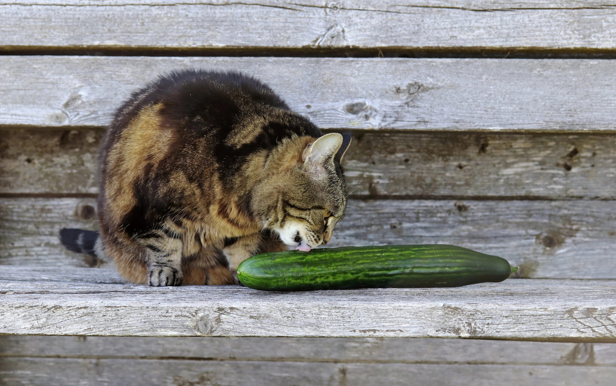 Why Are Cats Afraid Of Cucumbers? - Love Your Cat - Cat Safety And Cucumbers