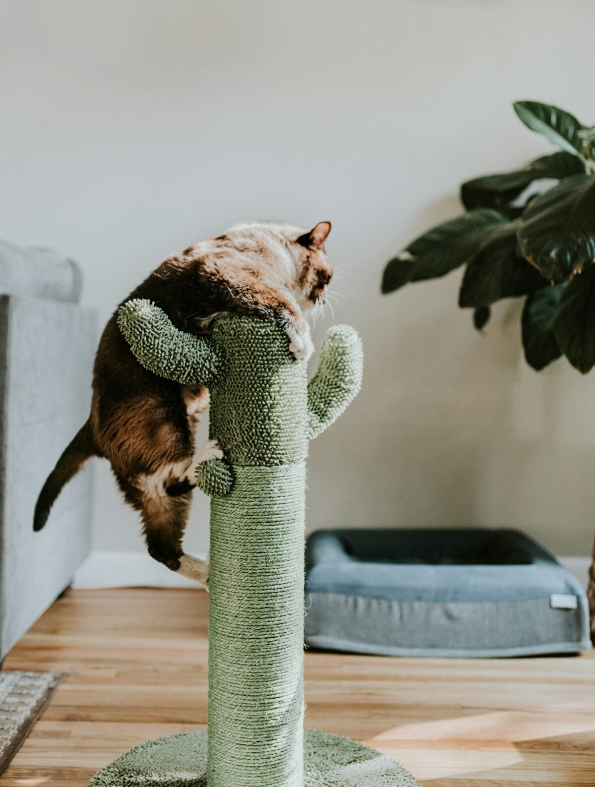 Cat on scratching post