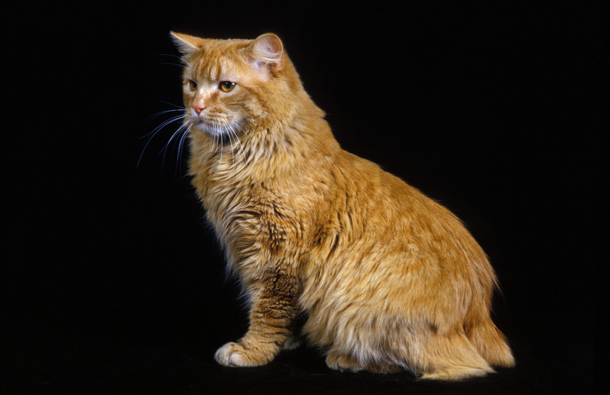 Big Eyes, Big Personality: 21 Cat Breeds With A Gaze That Melts Hearts ...