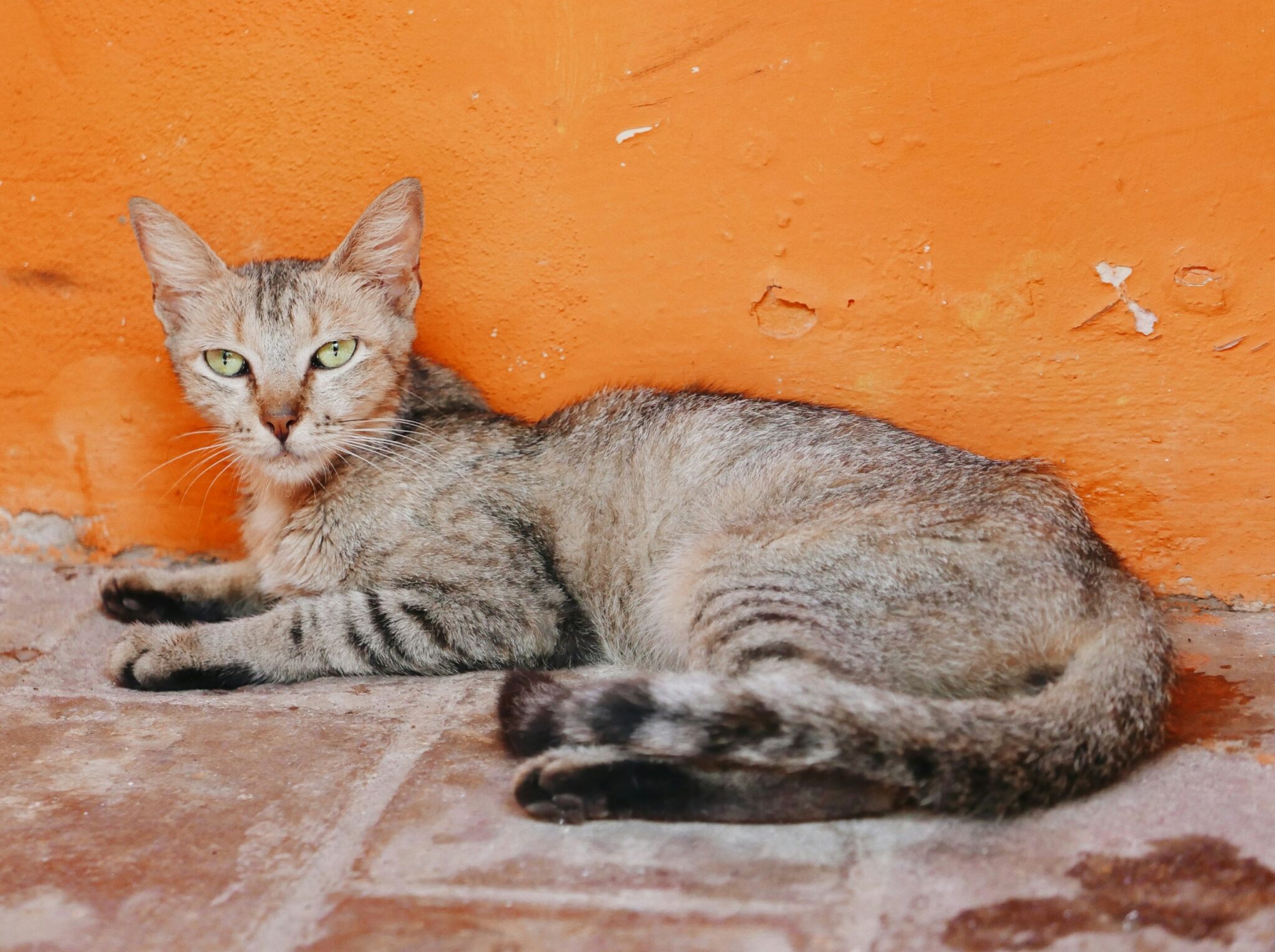 Abyssinian Tabby Mix: The Wild-At-Heart House Cat You’ll Love - Love ...