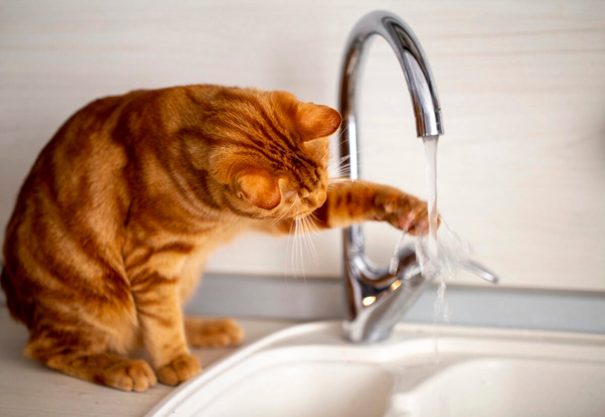 a red - haired teen cat plays with a water tap in the kitchen in