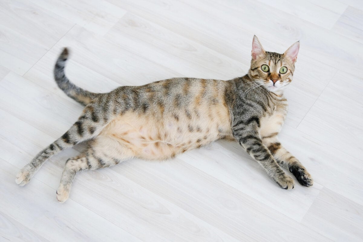 Tabby cat lying on the floor looking pudgy and slightly pregnant. 
