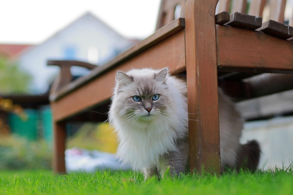 Long-haired-cat sitting under a chair in a yard looking territorial.