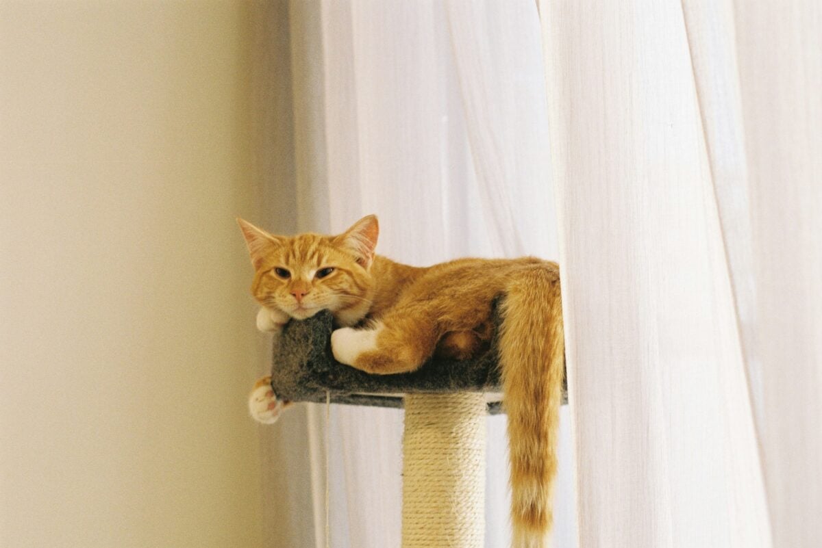 A sleepy orange Tabby on a cat tower in front of a window.