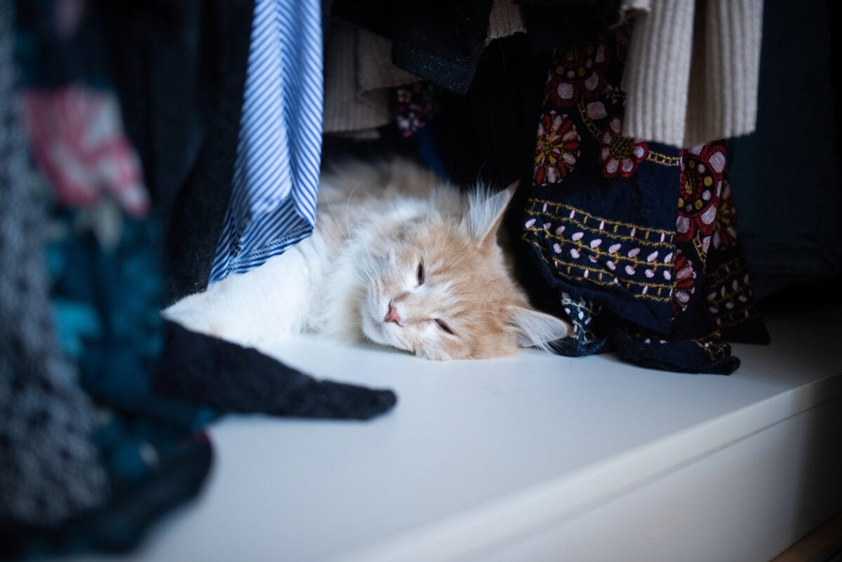 cat sleeping in closet