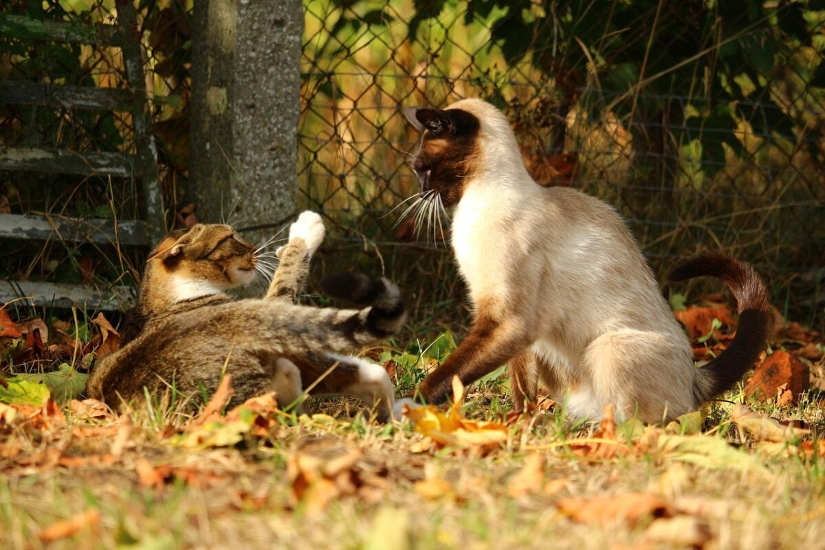 Two cats outside in a defensive standoff.