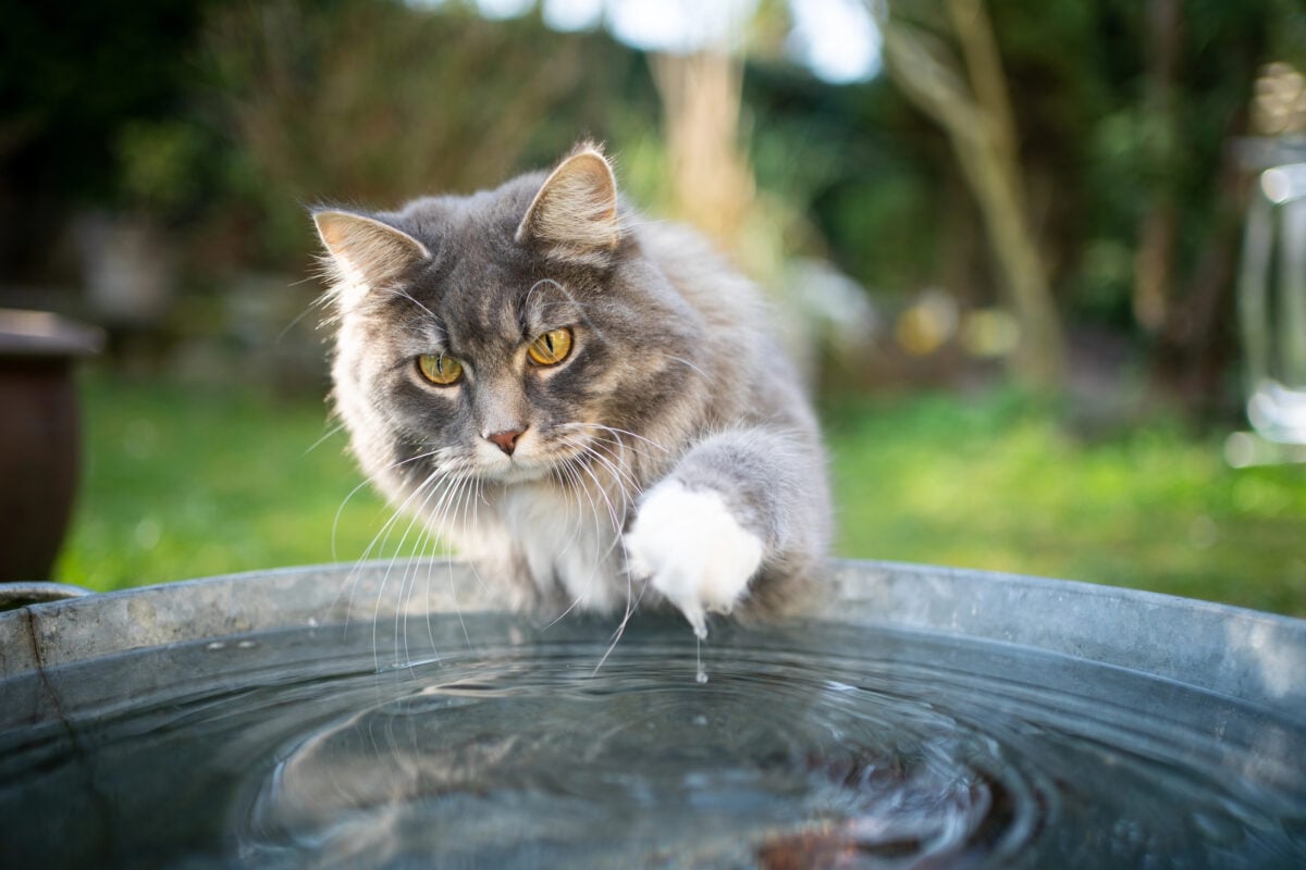 curious cat playing with water