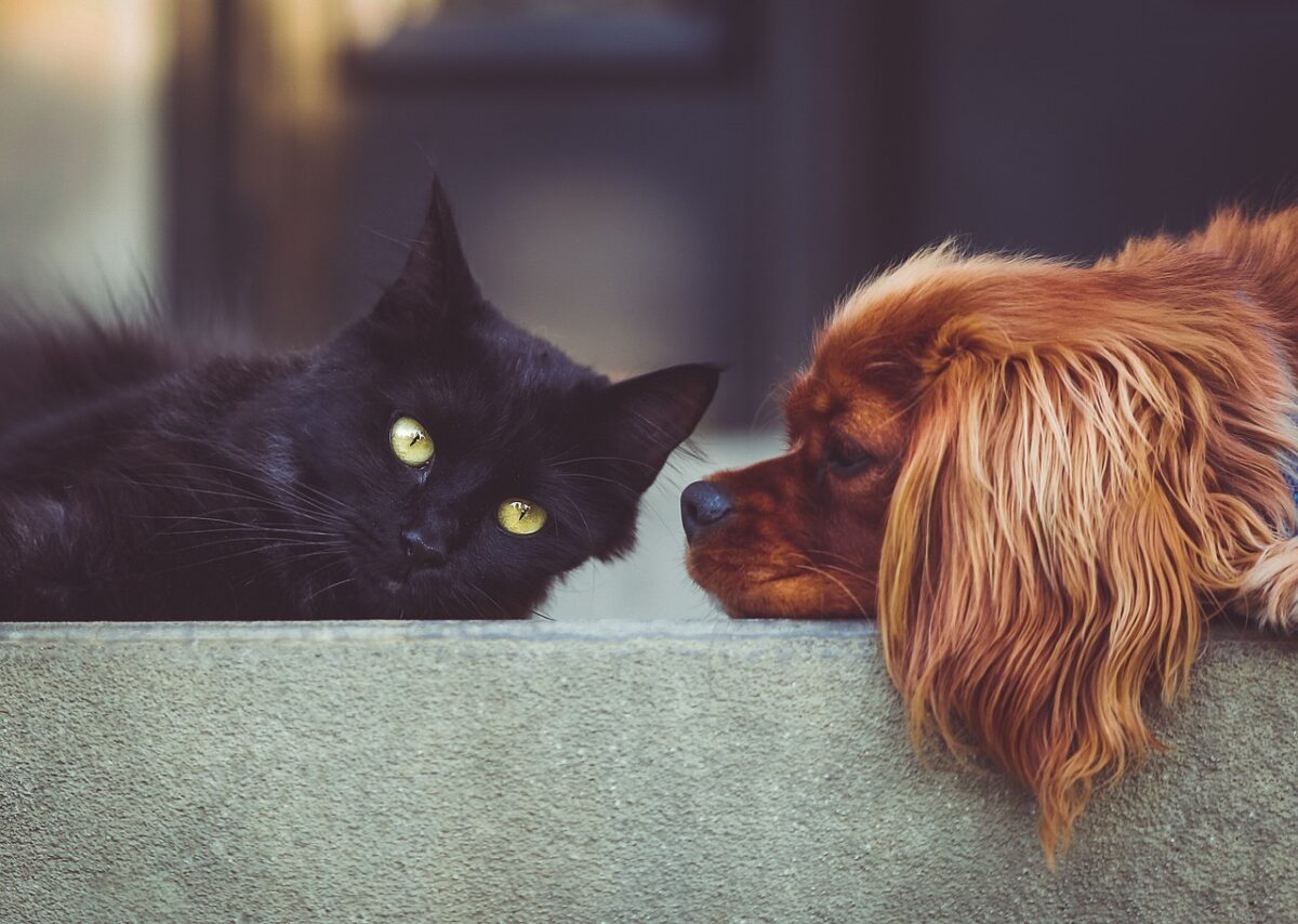 A black cat and red dog laying on a couch together.