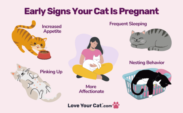 Is Your Cat Pregnant? 11 Early Signs You Shouldn’t Ignore - Love Your Cat