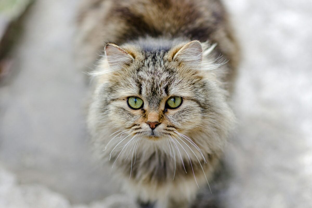 Closeup of Siberian cat showing short muzzle.
