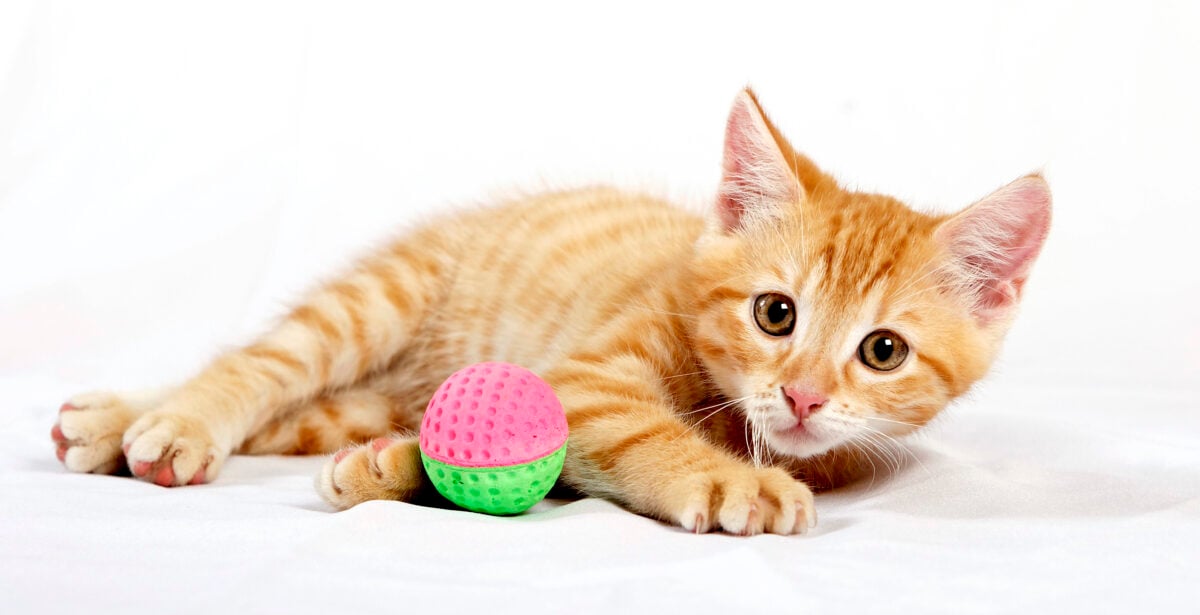 ginger cat playing with ball toy on white bed cover