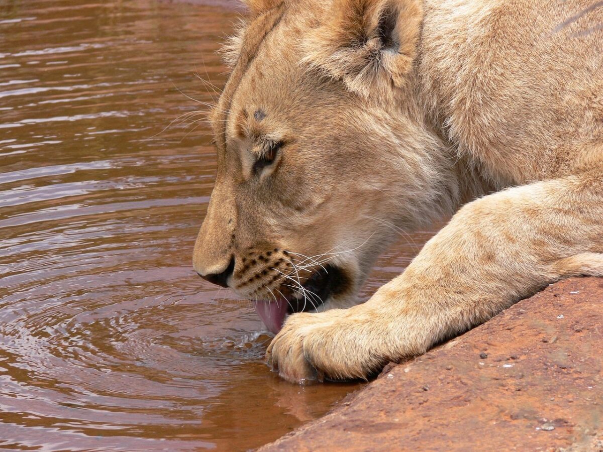 lion, lioness, big cat, drinking, animal, wildlife, wild, zoology, mammal, species, wilderness, environment, outdoors, nature, brown lion