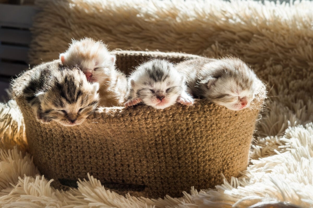 Little cute kittens of British breed in a knitted basket. Striped marble color.