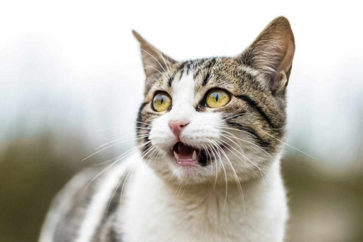 Cat with yellow eyes, meowing with an open mouth.
