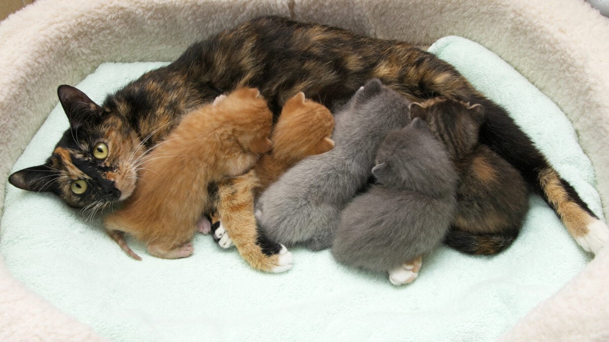 Mother cat with five nursing kittens