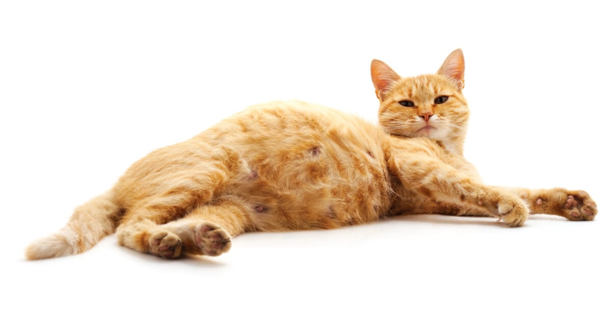 One pregnant cat.