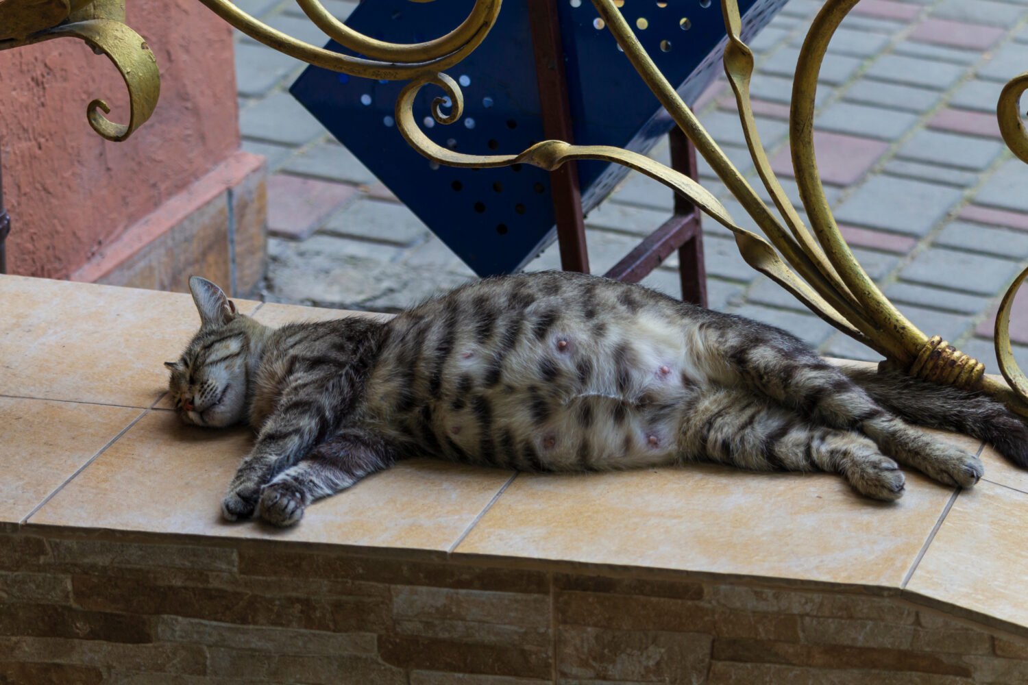 Pregnant cat is sleeping on a city street.