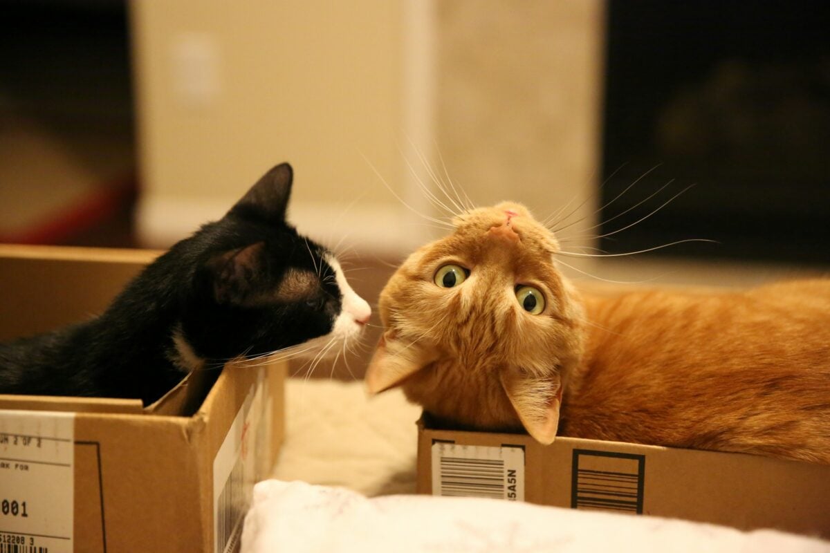 Two cats in cardboard boxes.
