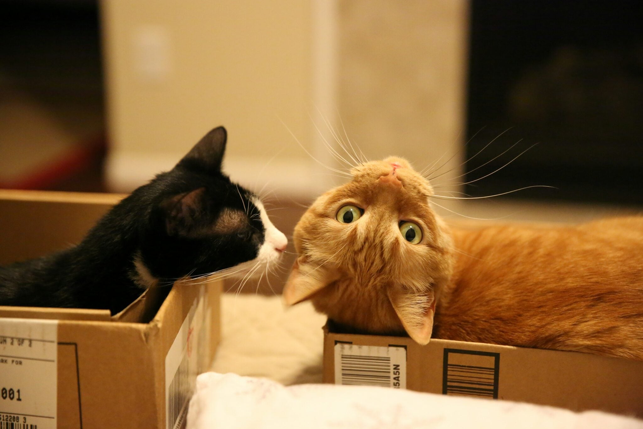 Male Cats vs Female Cats: Who’s Cuter, Cuddlier & More Chaotically ...