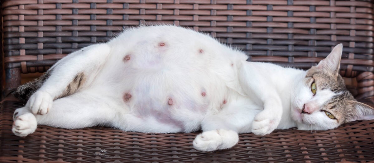 A pregnant mother cat while resting on a wooden chair showing its tummy and nipples while looking at camera
