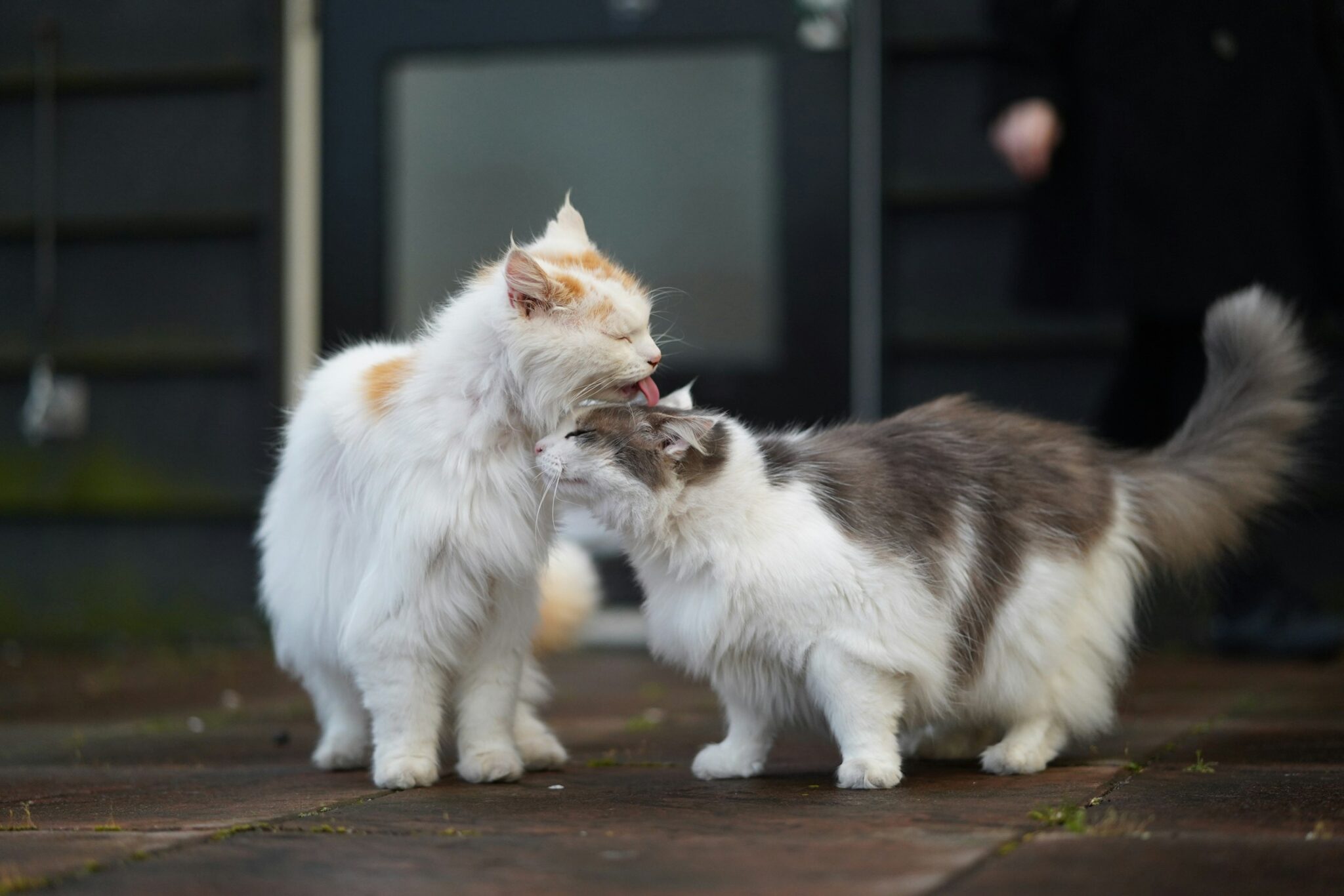 Eventual Cat Love At First Hiss? How To Tell If Two Cats Will (Eventually) Get Along