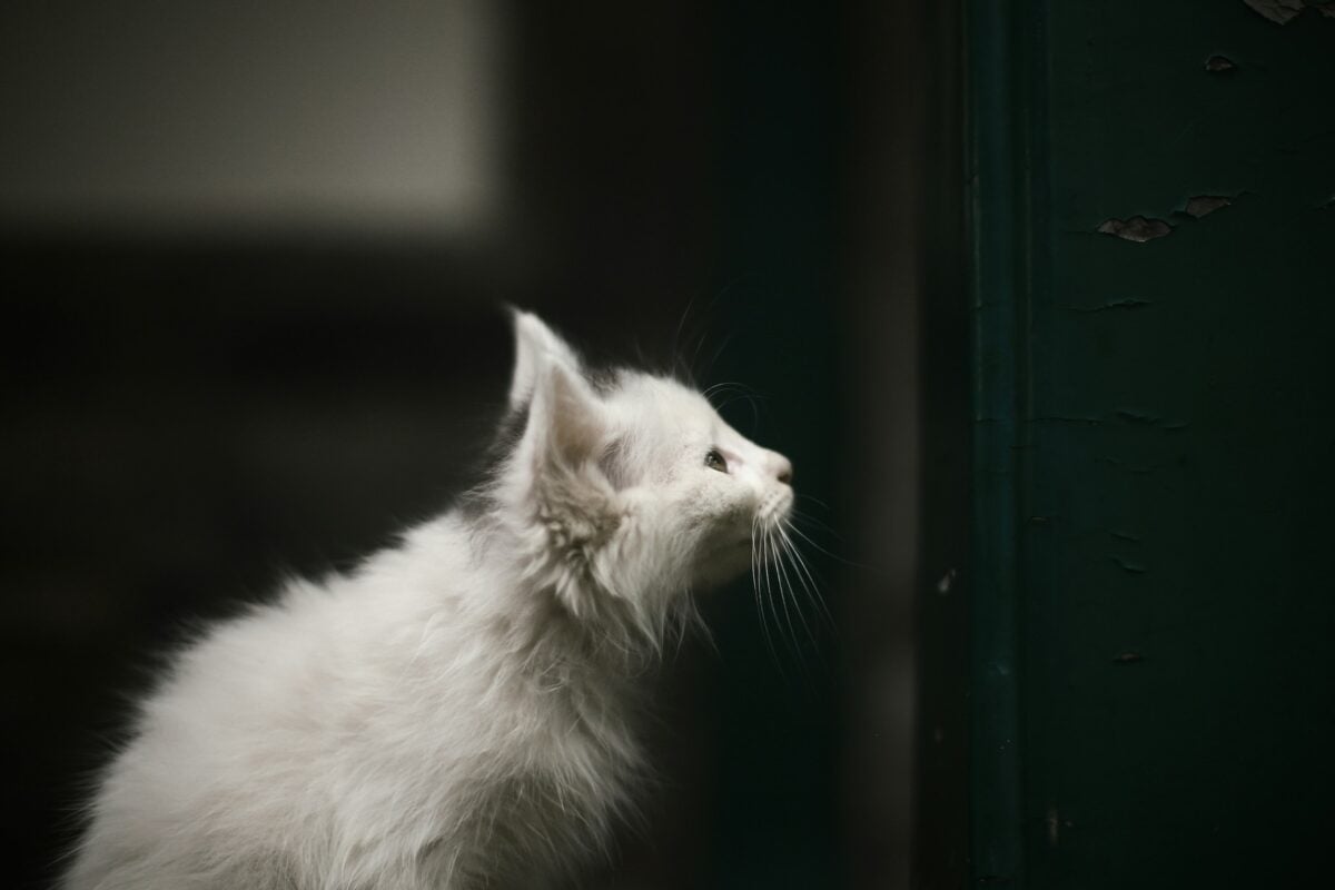 Cat sitting at closed door.