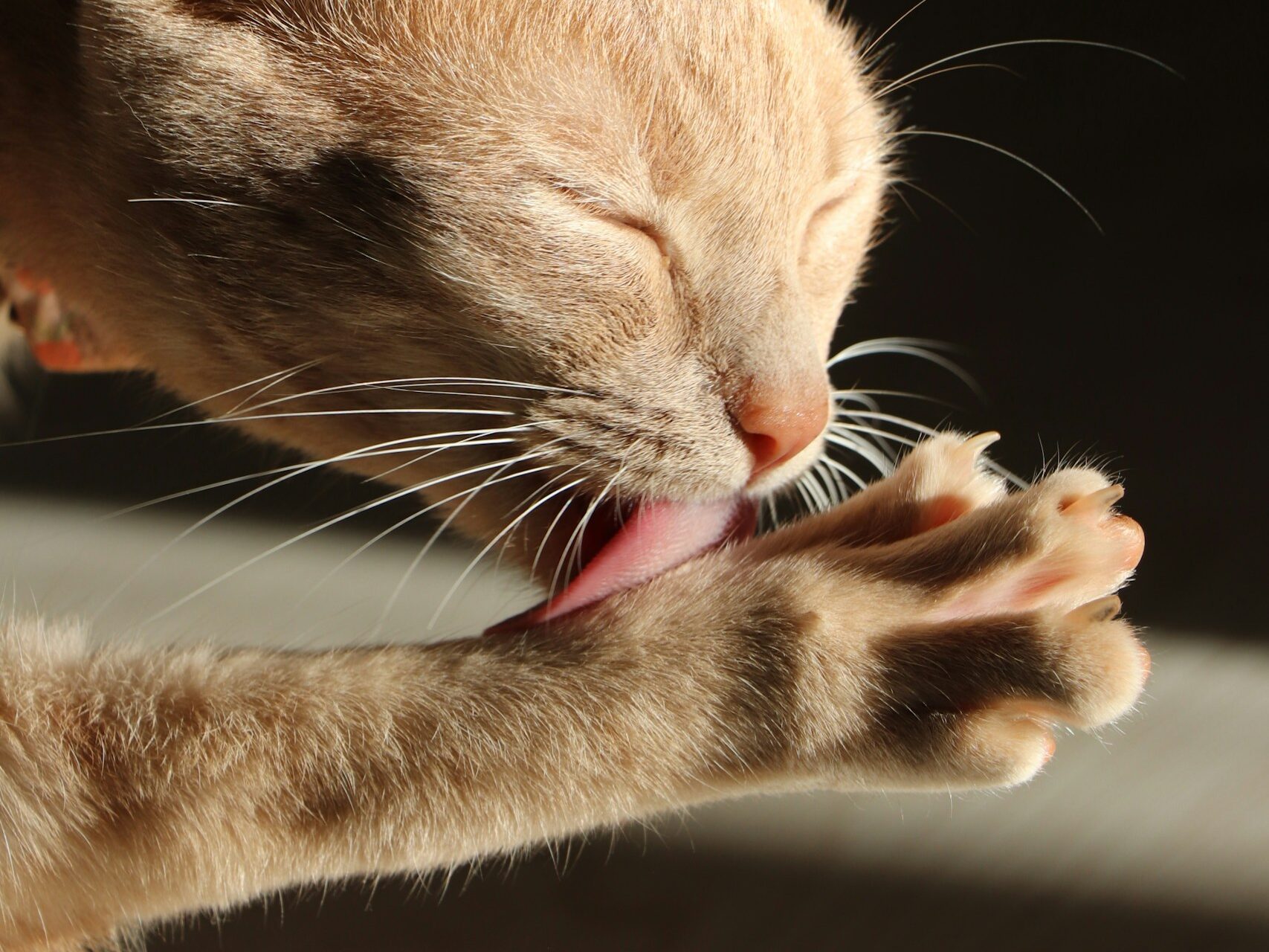 Close-up of cat licknig and cleaning their foot.