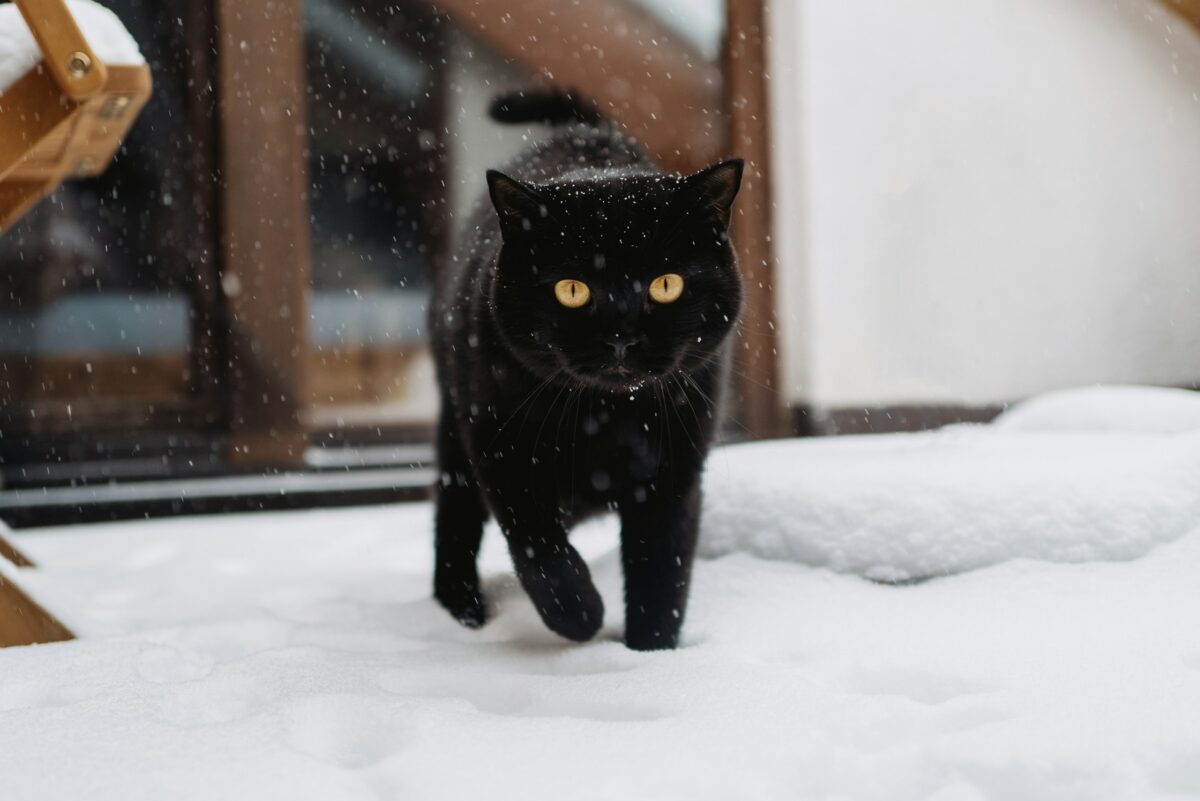 Black cat in the snow