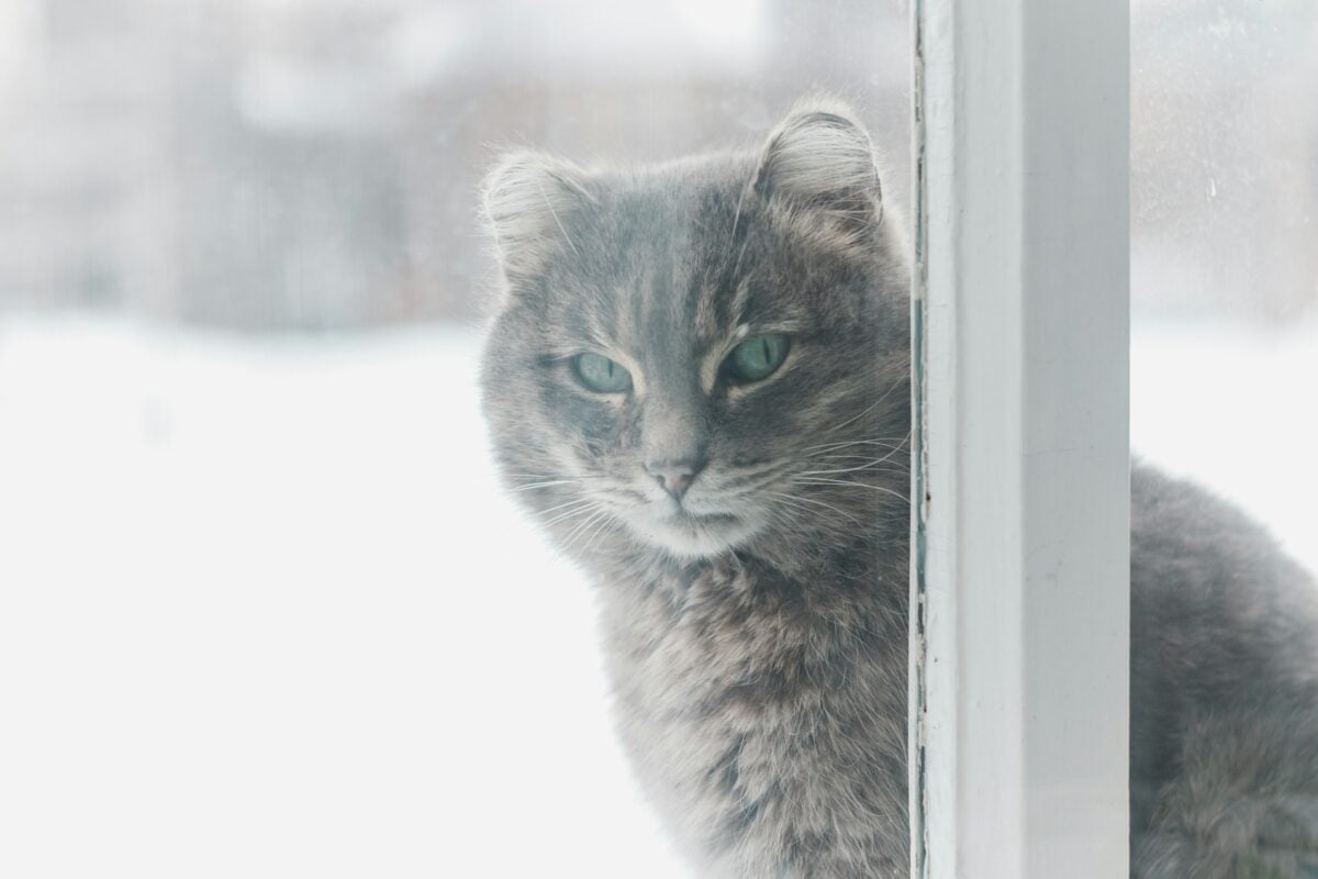 A brown Tabby outside in snow looking inside a window at camera.