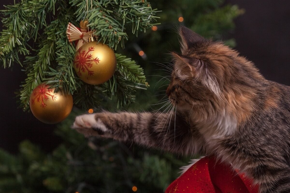cat, animal, pet, christmas tree, ornaments, playful, christmas decorations, gold, new year, christmas wallpaper