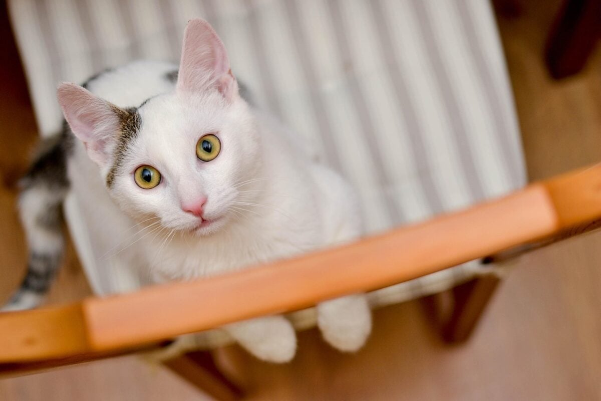 Domestic cat standing on chair, asking for attention.