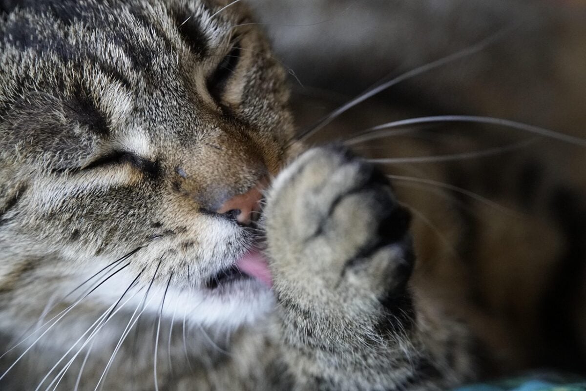 A cat grooming its paw.