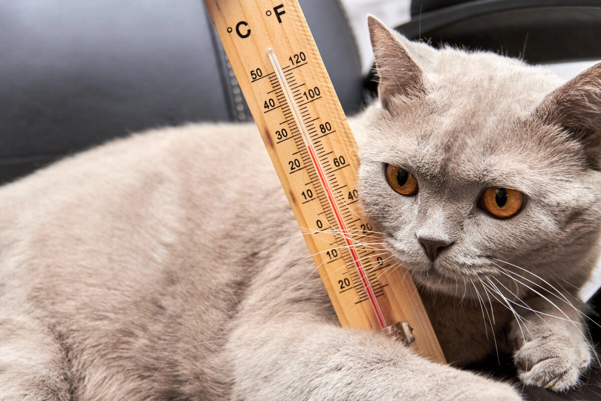 Close-up photo of cat with household alcohol thermometer showing temperature in degrees Celsius. Close-up, selective focus