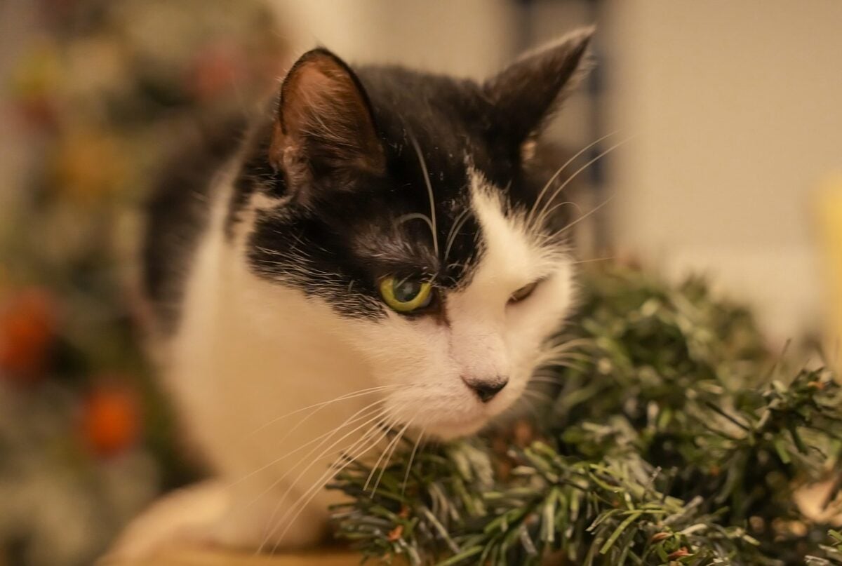 cat, pet, christmas tree, calico cat, nature, feline, animal
