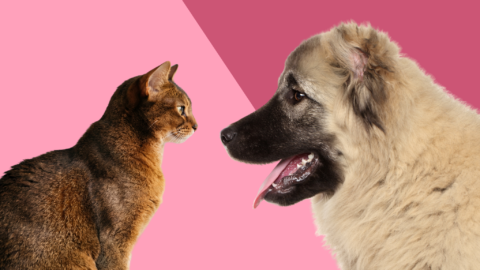 Are Money Trees Toxic To Cats? - Love Your Cat