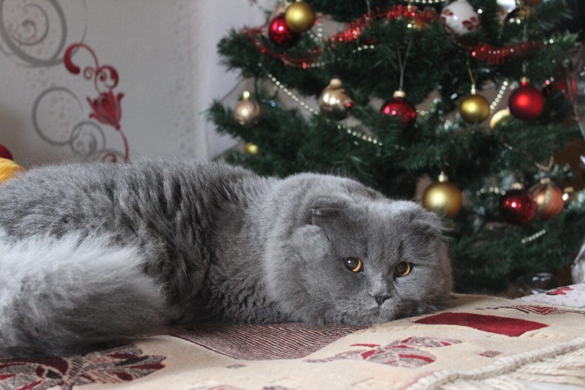 christmas, winter, snow, pet, tree, animal, celebration, nature, cat, gray