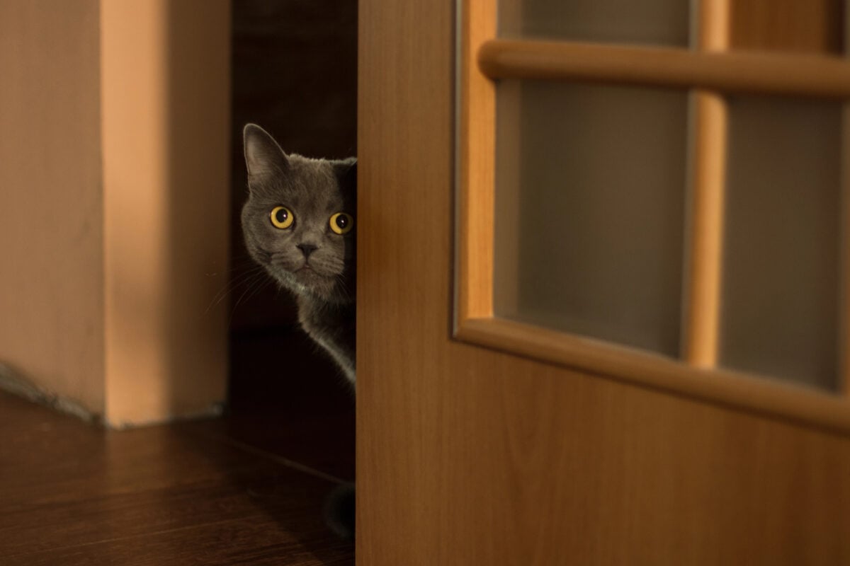 domestic funny and cute adult british cat portrait looking from the corner and wooden door in empty hall way in home with yellow eyes