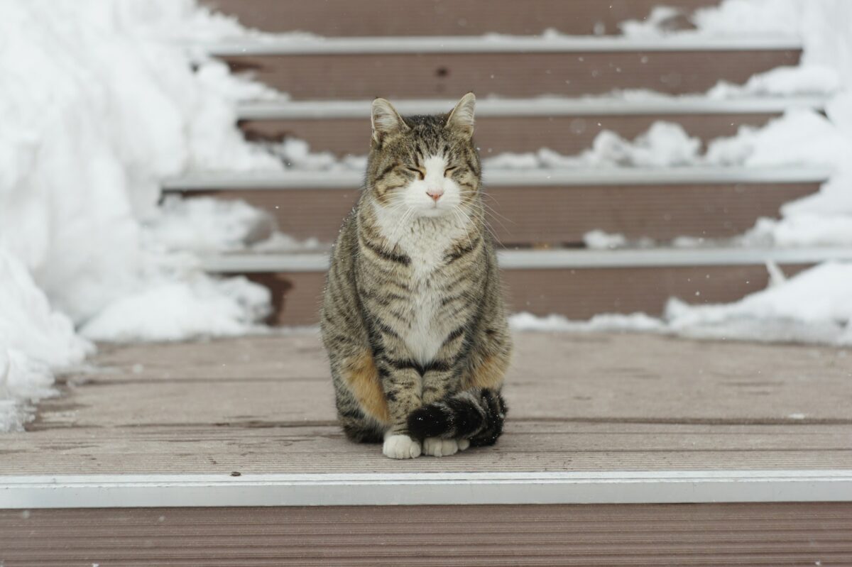 A happy Tabby cat sitting on a porch with steps and snow in the background.