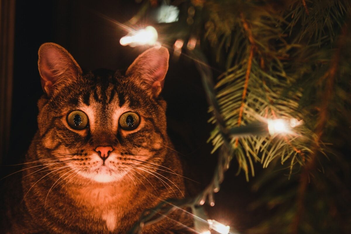 Cat with face lit up by Christmas tree lights.