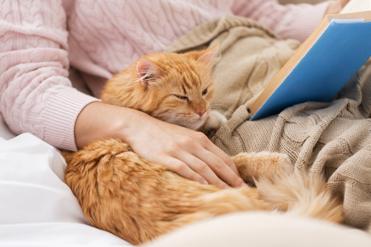Red cat and female owner reading book at home.