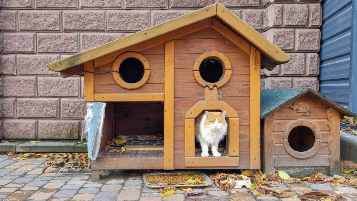 Stray cat sitting in outdoor wooden cat house. 